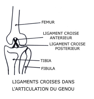 Schéma des ligaments croisés
